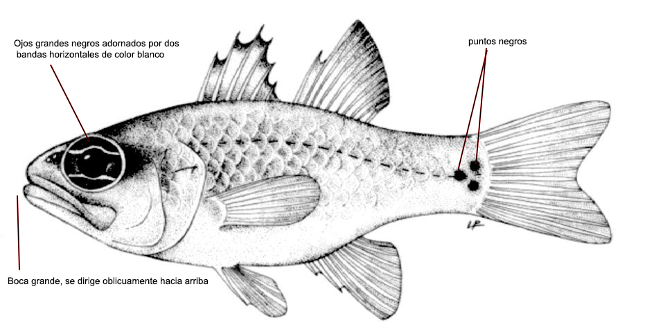 Apogon imberbes_001.jpg